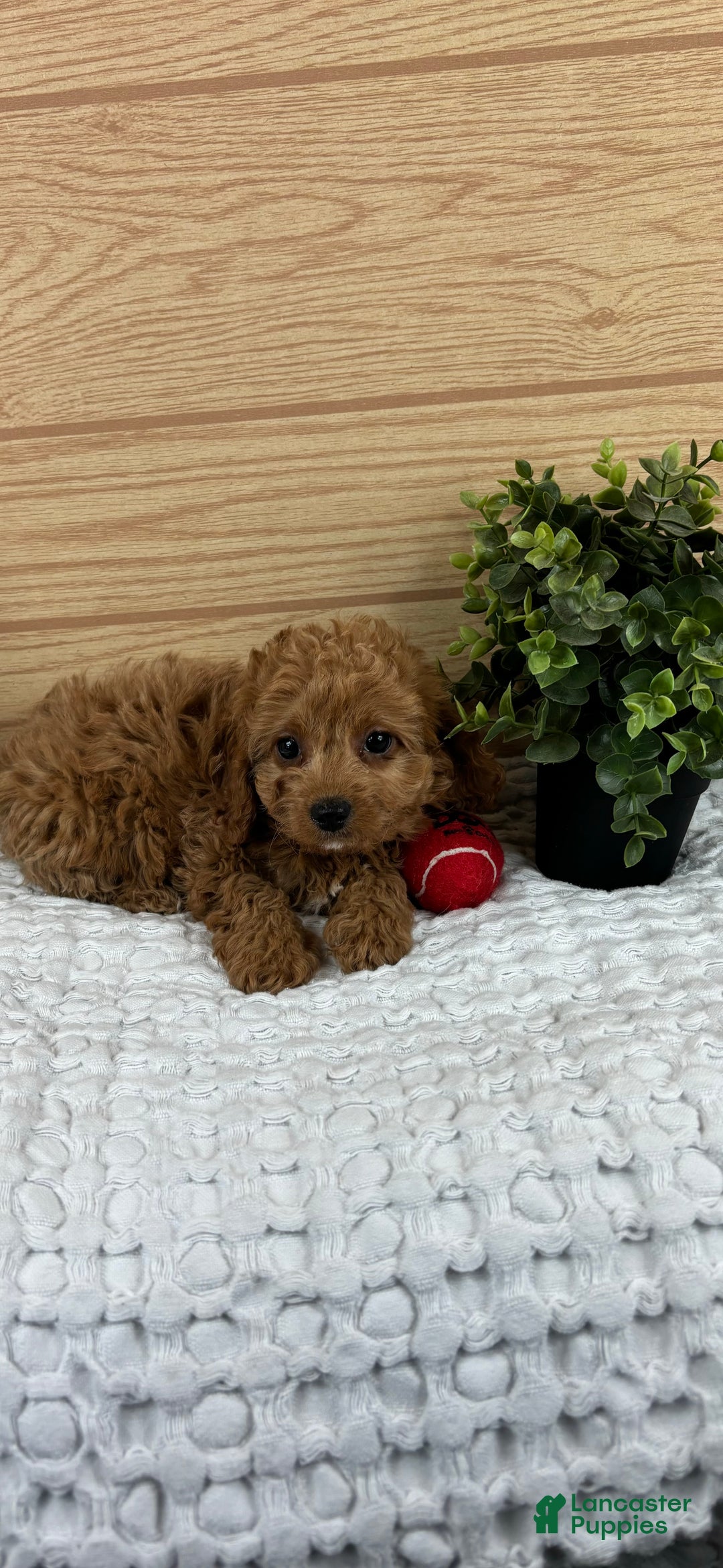 Cavapoo dogs for sale: Charlotte - Ad 1