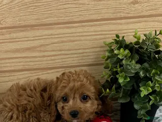 Cavapoo dogs Charlotte - Ad 30