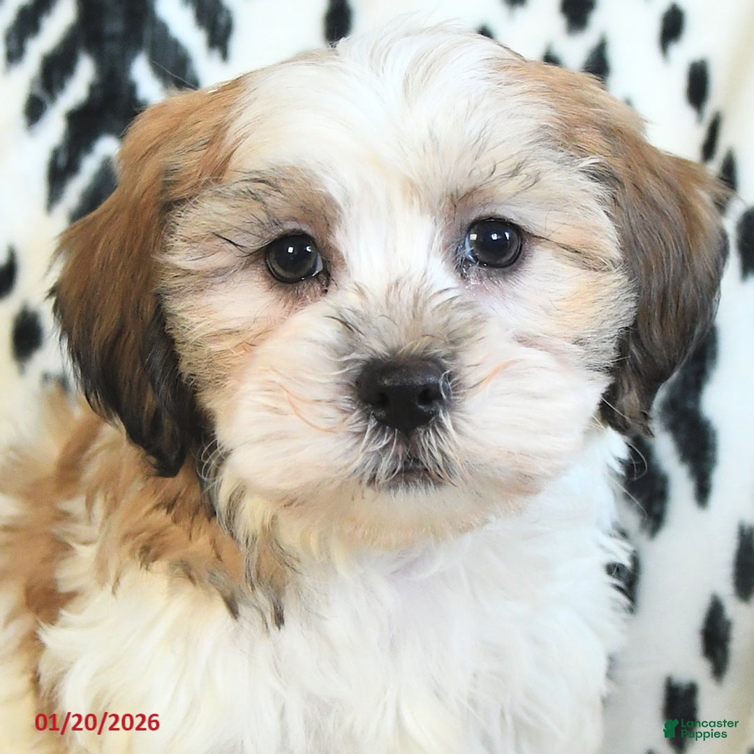 Teddy Bear dogs for sale: Ritchy - Ad 4