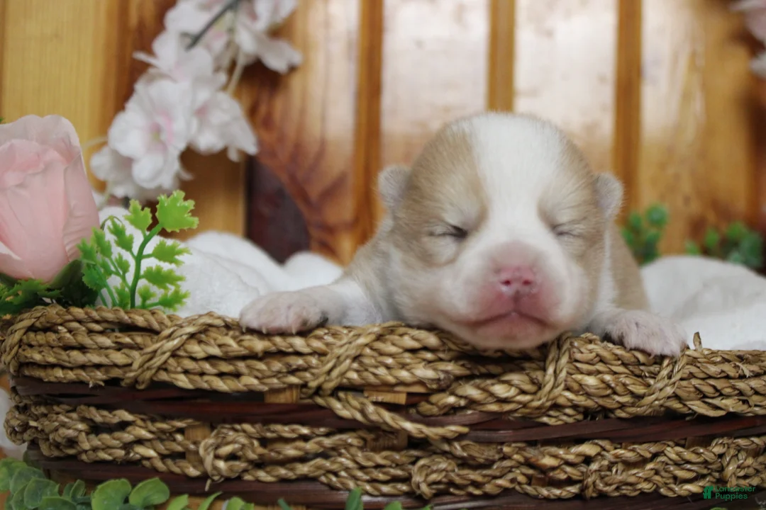 Pomsky dogs for sale: Merrick  - Ad 1