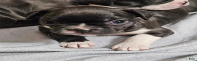 Boston Terrier 4