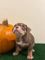 American Bully Puppy 7
