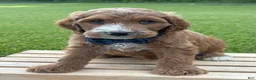 Irish Doodle dogs for sale: Tucker - Ad 7