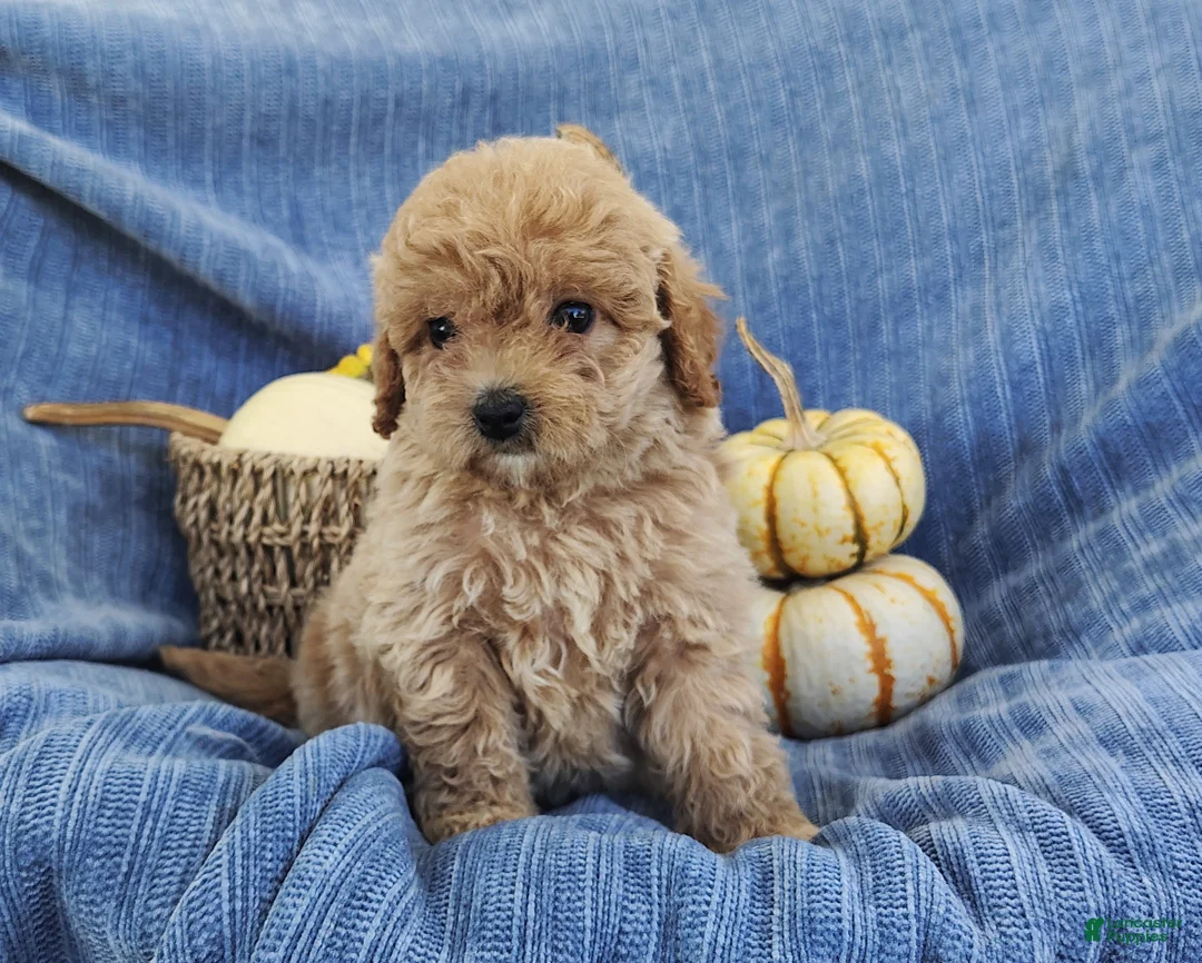 Mixed Breed dogs for sale: Snickers  - Ad 2