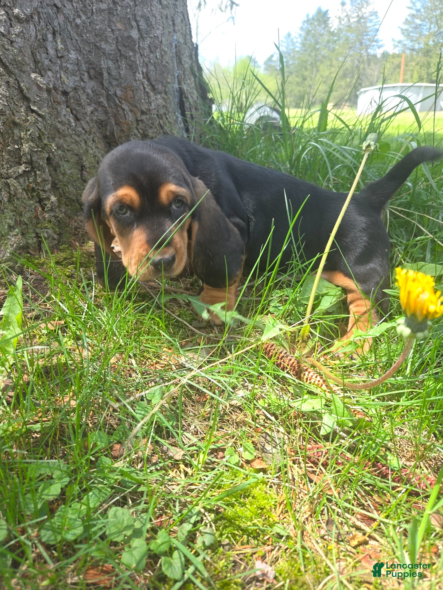 Basset Hound dogs Basset Hound Puppy 1 - Ad 23