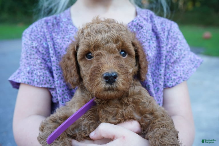 Gallery Image {{count}}