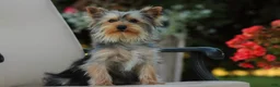Yorkshire Terrier dogs for sale: Junior - Ad 5