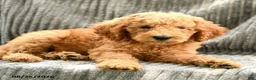Goldendoodle dogs for sale: Franny - Ad 4