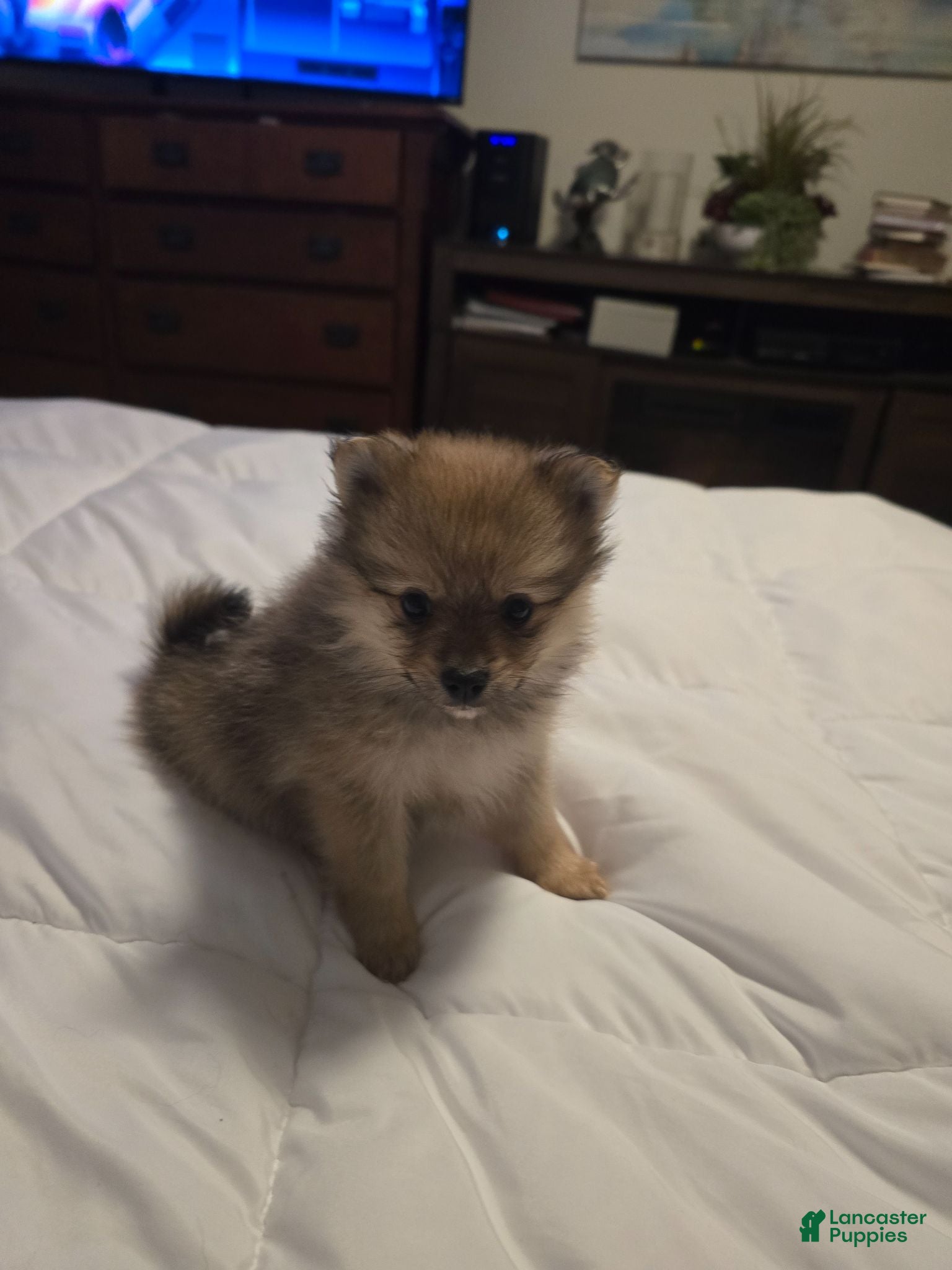 Pomeranian dogs Pomeranian Puppy 1 - Ad 8