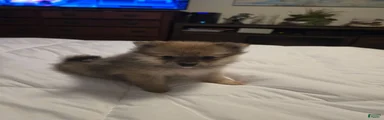 Pomeranian Puppy 1