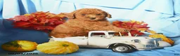 Toy Poodle dogs for sale: Enzo - Ad 1