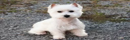 West Highland Terrier dogs for sale: Gizmo  - Ad 7