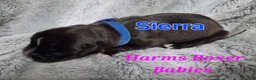 Boxer dogs for sale: Sierra - Ad 3