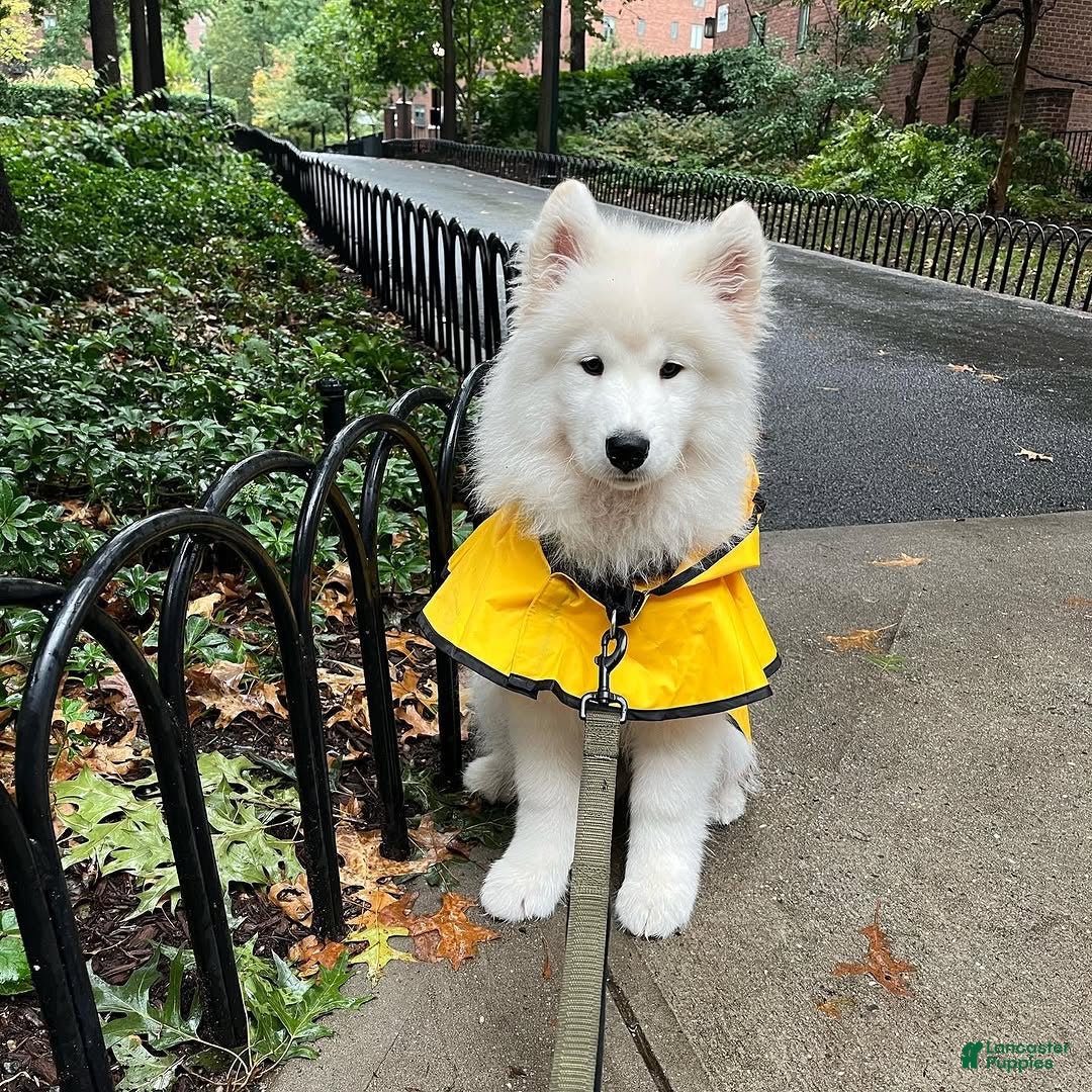 Samoyed dogs Ziggy - Ad 8