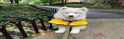 Samoyed dogs for sale: Ziggy - Ad 1