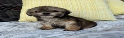 Shorkie dogs for sale: Rachel  - Ad 4