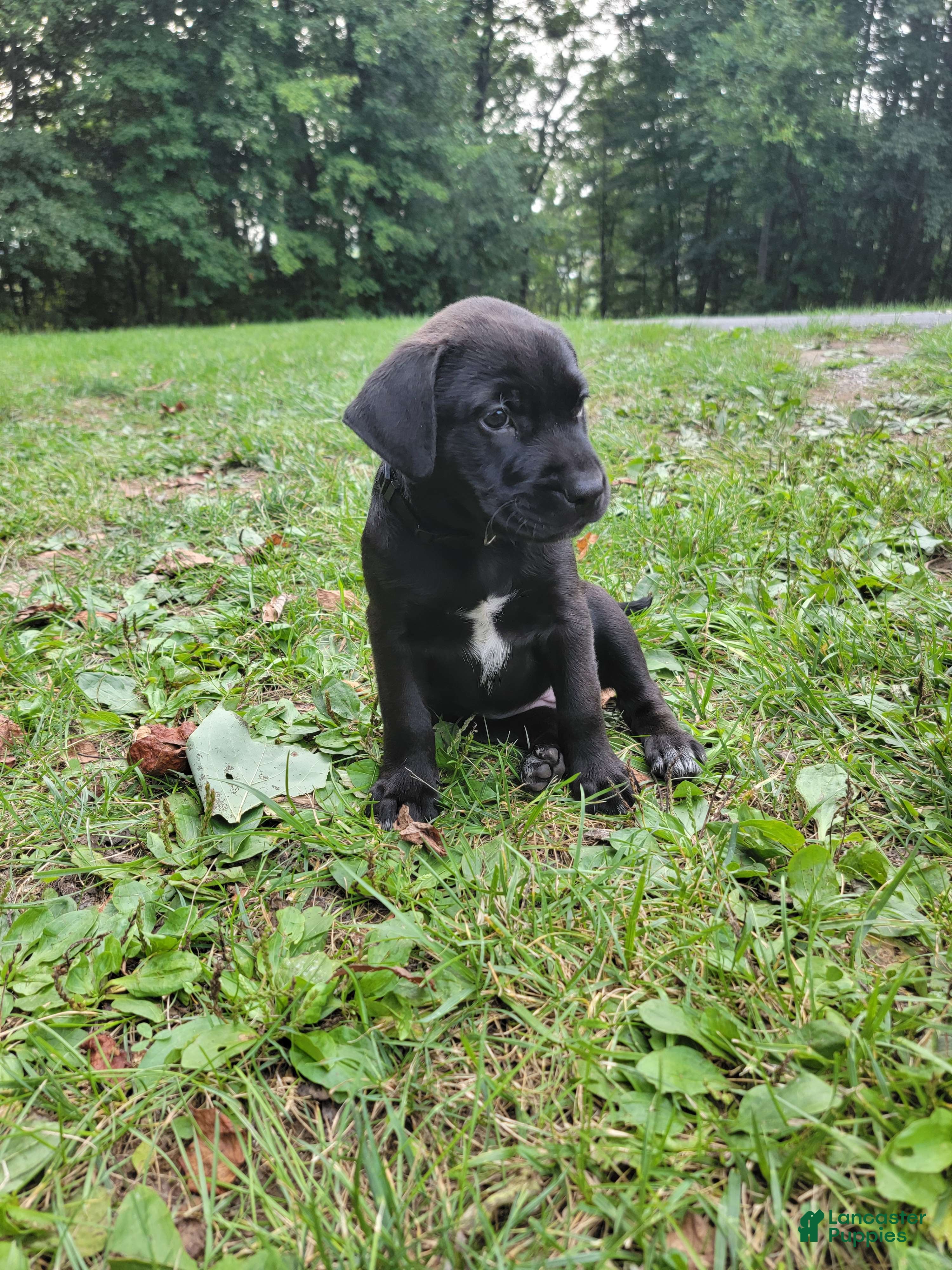Mixed Breed dogs Zuri (black collar) - Ad 2