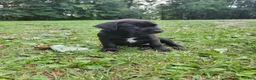 Mixed Breed dogs for sale: Zuri (black collar) - Ad 3