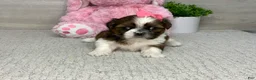 Shih Tzu dogs for sale: Lacey - Ad 3