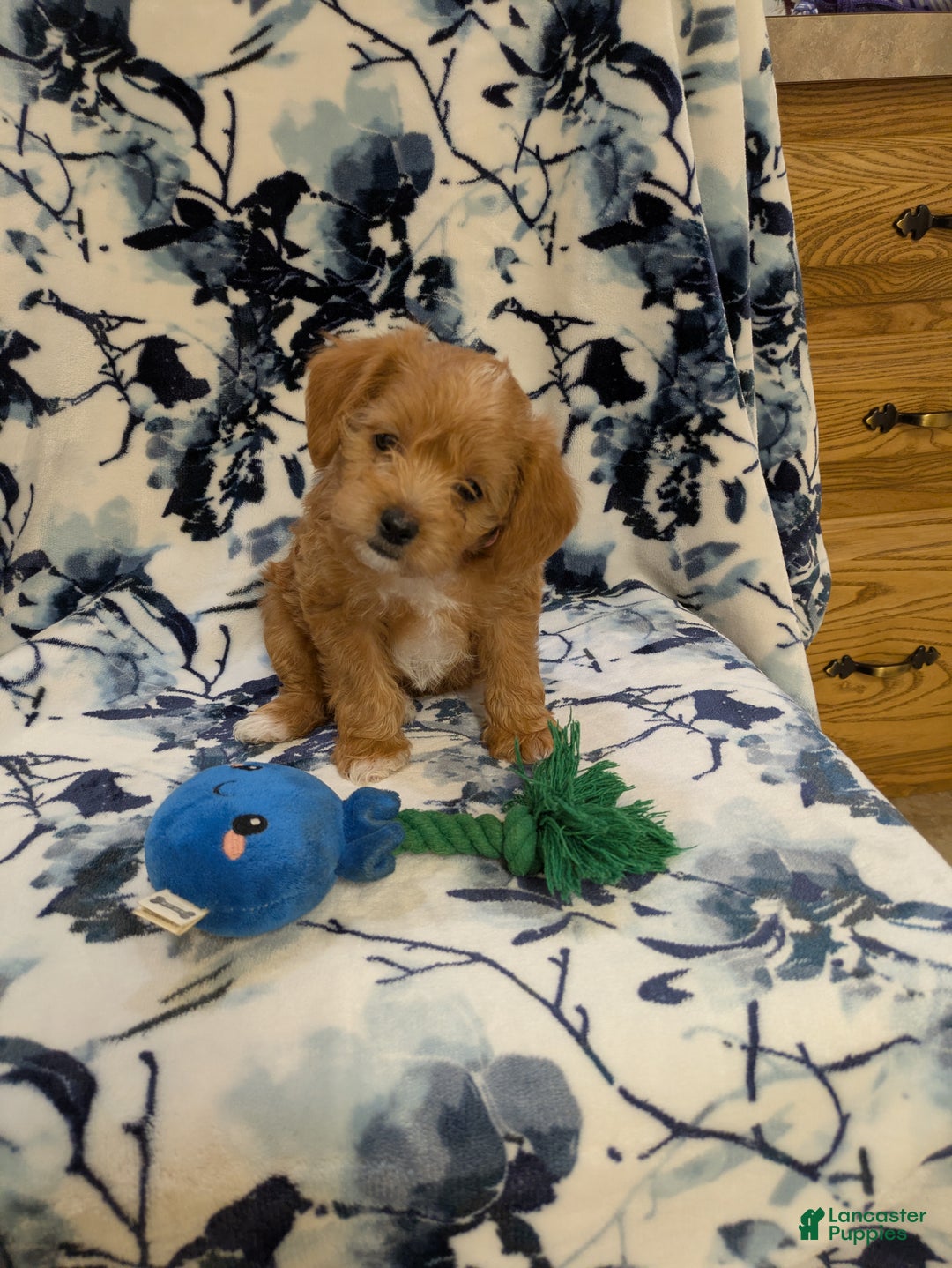 Jackapoo dogs for sale: Sapphire - Ad 1