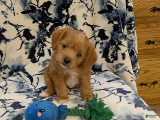 Jackapoo dogs Sapphire - Ad 8