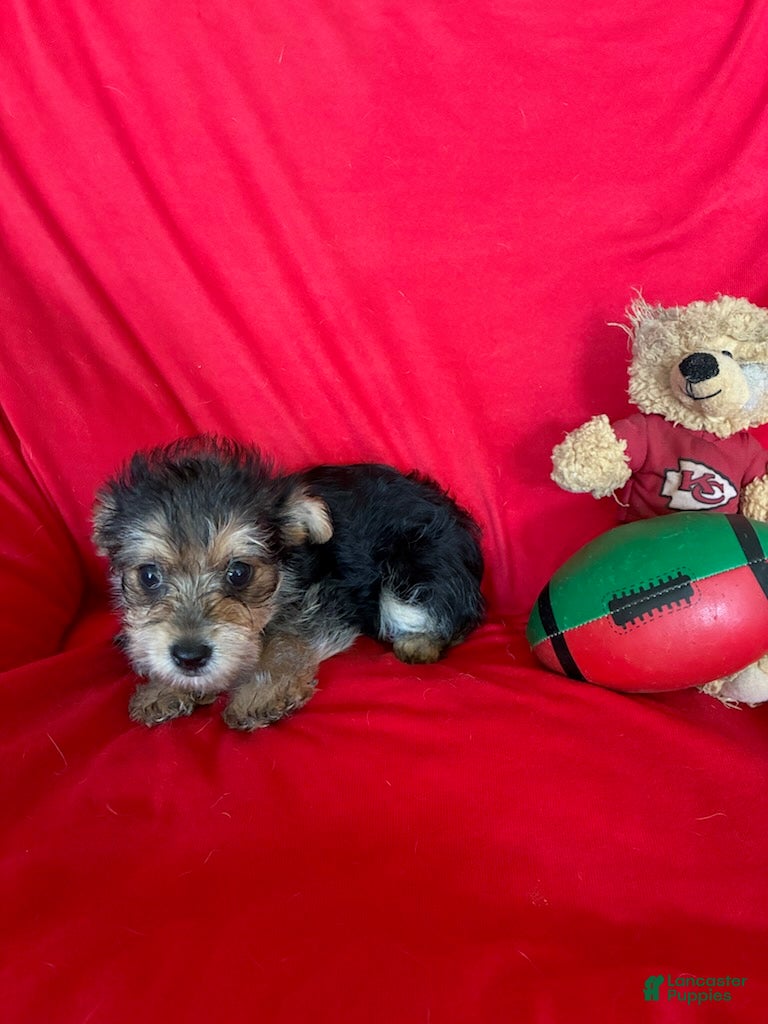 Yorkiepoo dogs Rachel - Ad 2