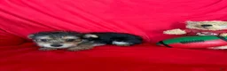 Yorkiepoo dogs for sale: Rachel - Ad 2