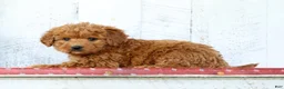 Mini Goldendoodle dogs for sale: Kaitlyn - Ad 2
