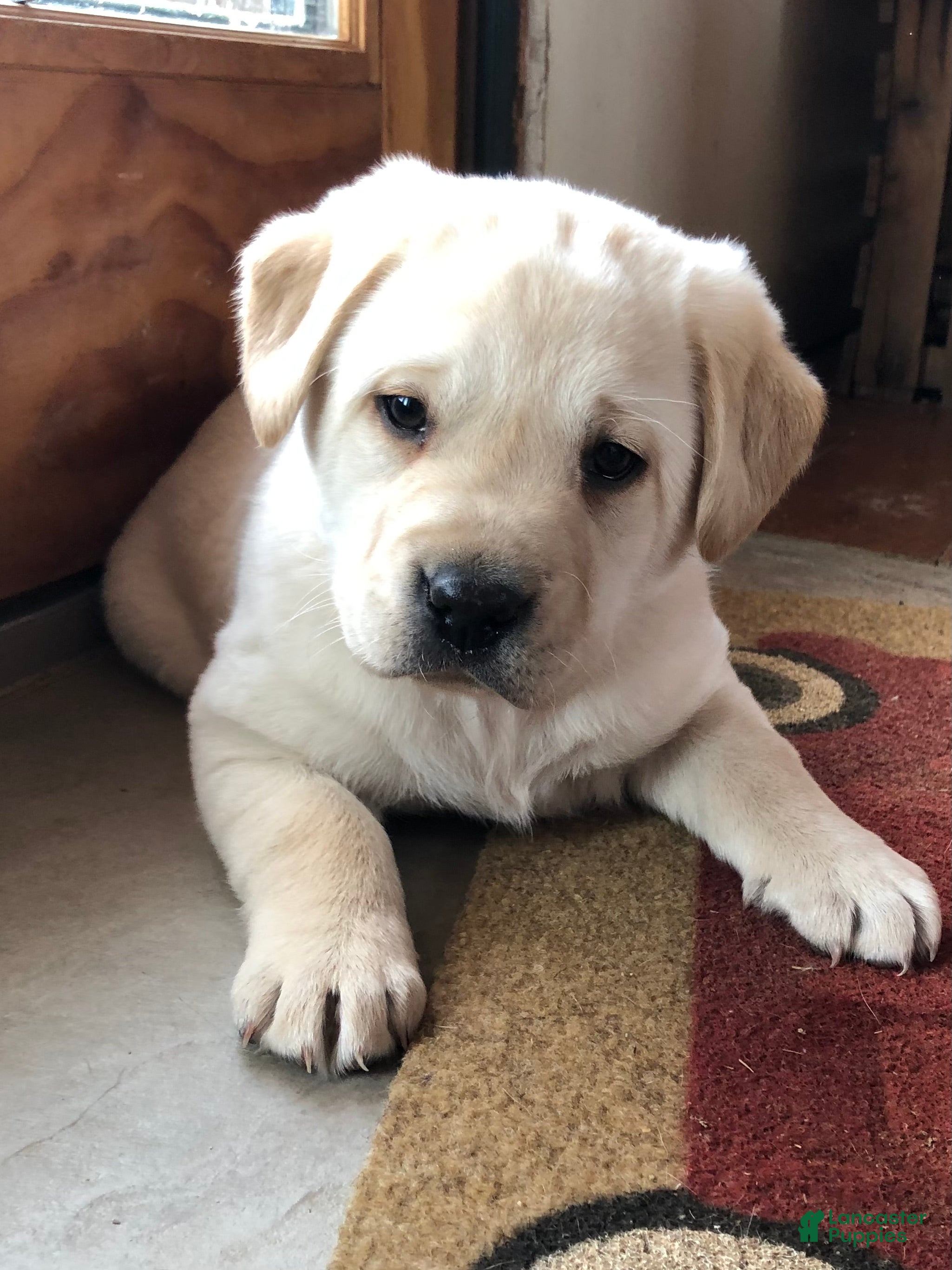 Labrador Retriever dogs Marley - Ad 6