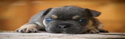 French Bulldog dogs for sale: Gunner French Bulldog  - Ad 4
