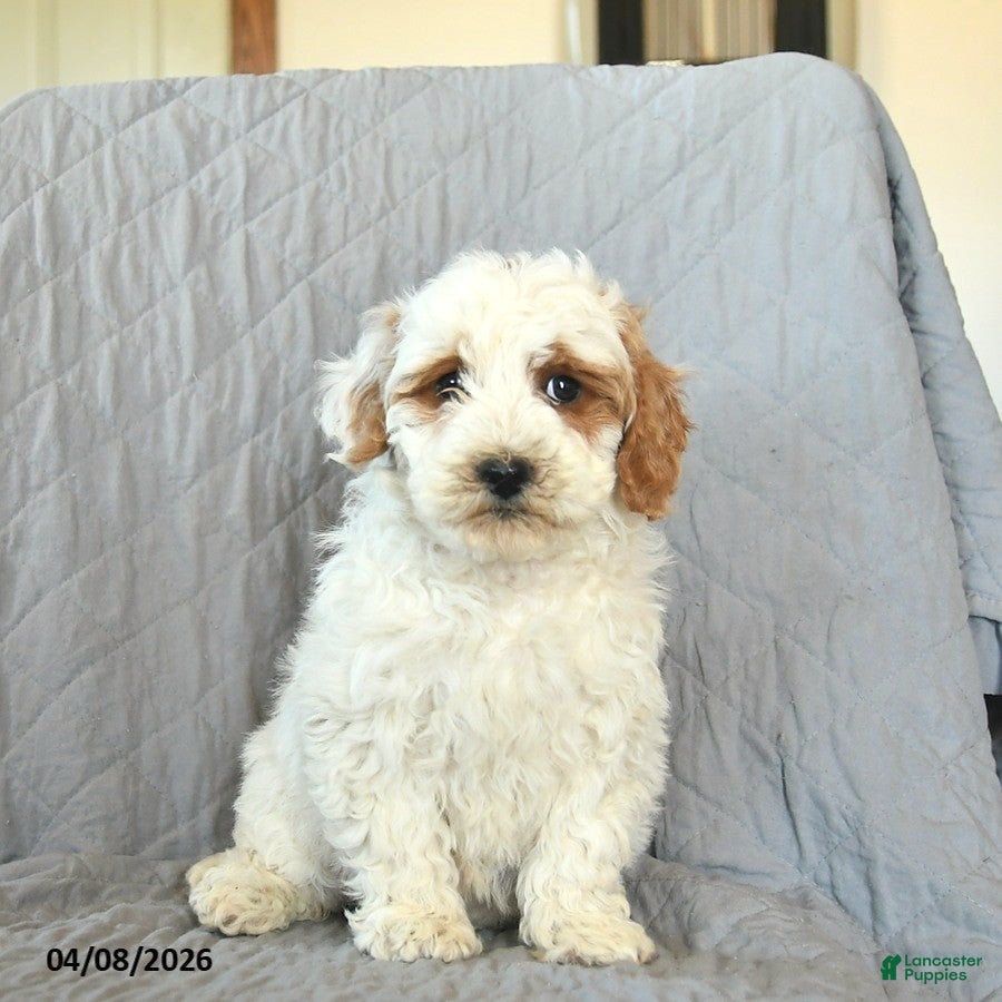 Mini Goldendoodle dogs Lily  - Ad 1