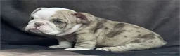 English Bulldog dogs for sale: English Bulldog Puppy 1 - Ad 3