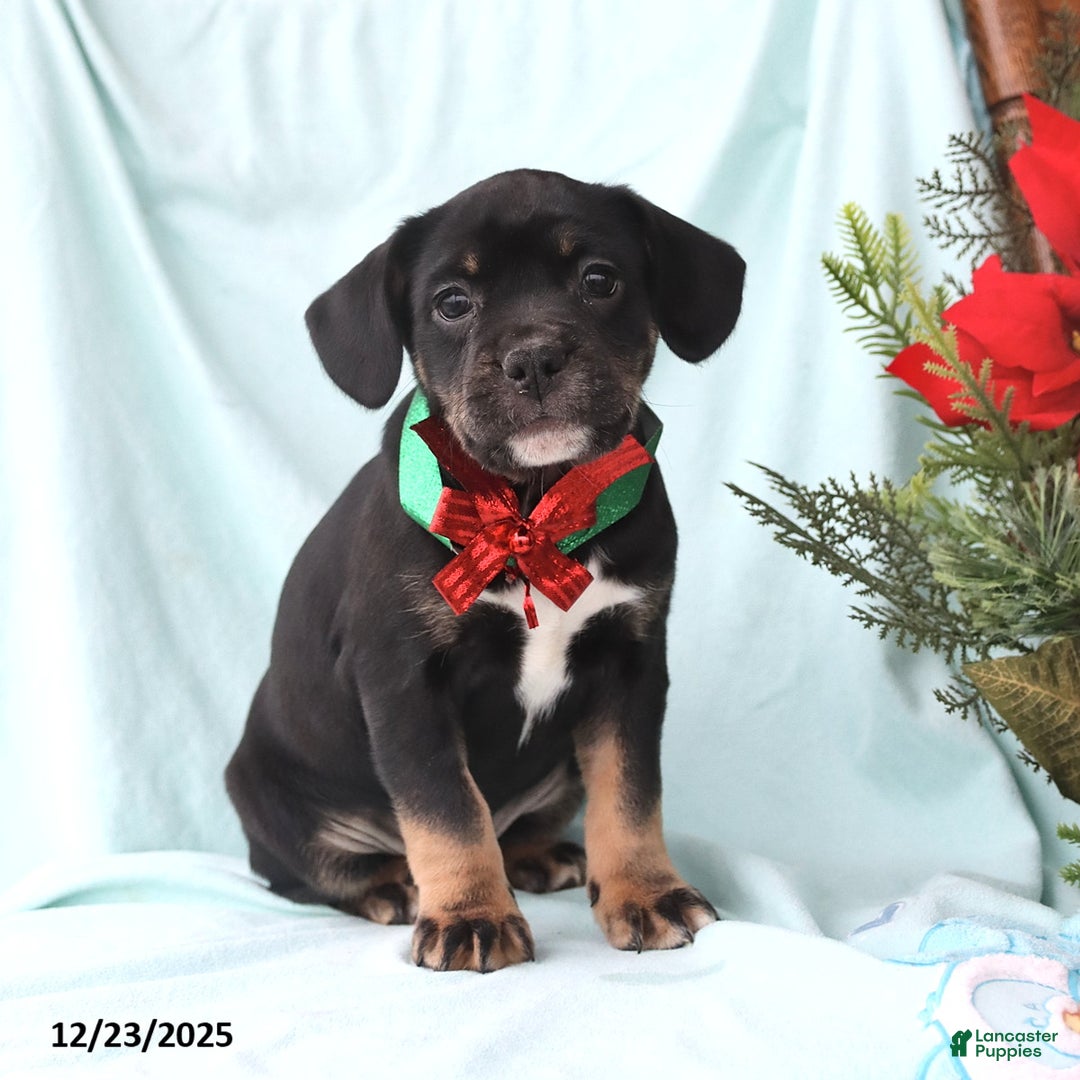 Mixed Breed dogs for sale: Annie - Ad 2