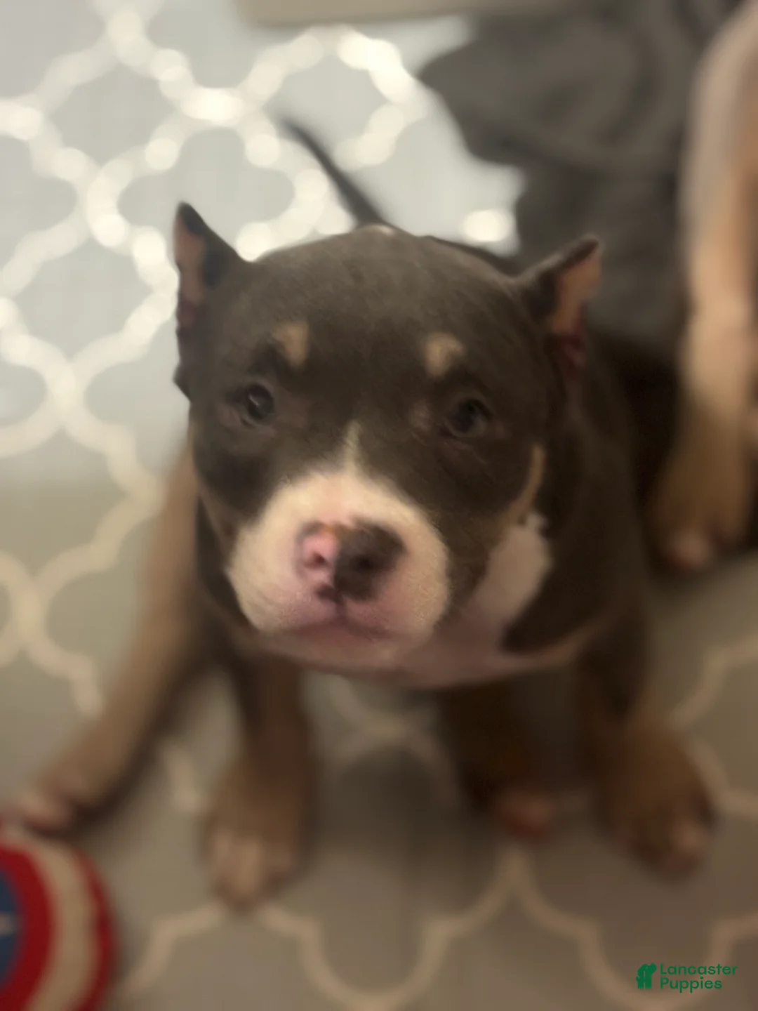 American Bully dogs for sale: American Bully Puppy 4 - Ad 1
