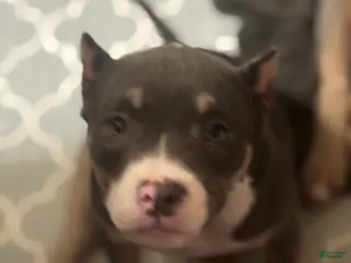 American Bully dogs for sale: American Bully Puppy 4 - Ad 3