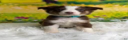 Australian Shepherd dogs for sale: Australian Shepherd Flash - Ad 5