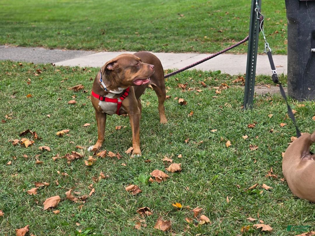 American Bully dogs for sale: American Bully 1 - Ad 5