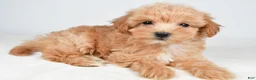 Maltipoo dogs for sale: Piper - Ad 6