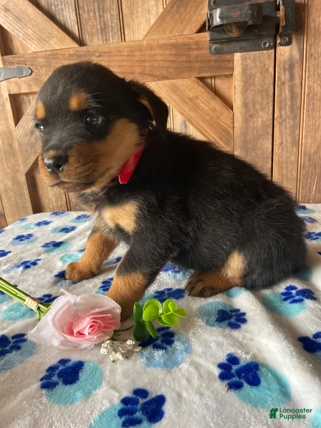 Rottweiler dogs for sale: Nova - Ad 4