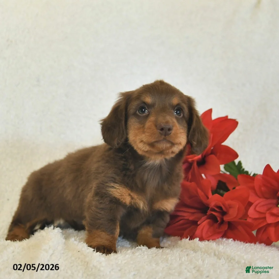 Miniature Dachshund dogs for sale: Ollie  - Ad 4