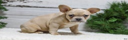 French Bulldog dogs for sale: Candace - Ad 2