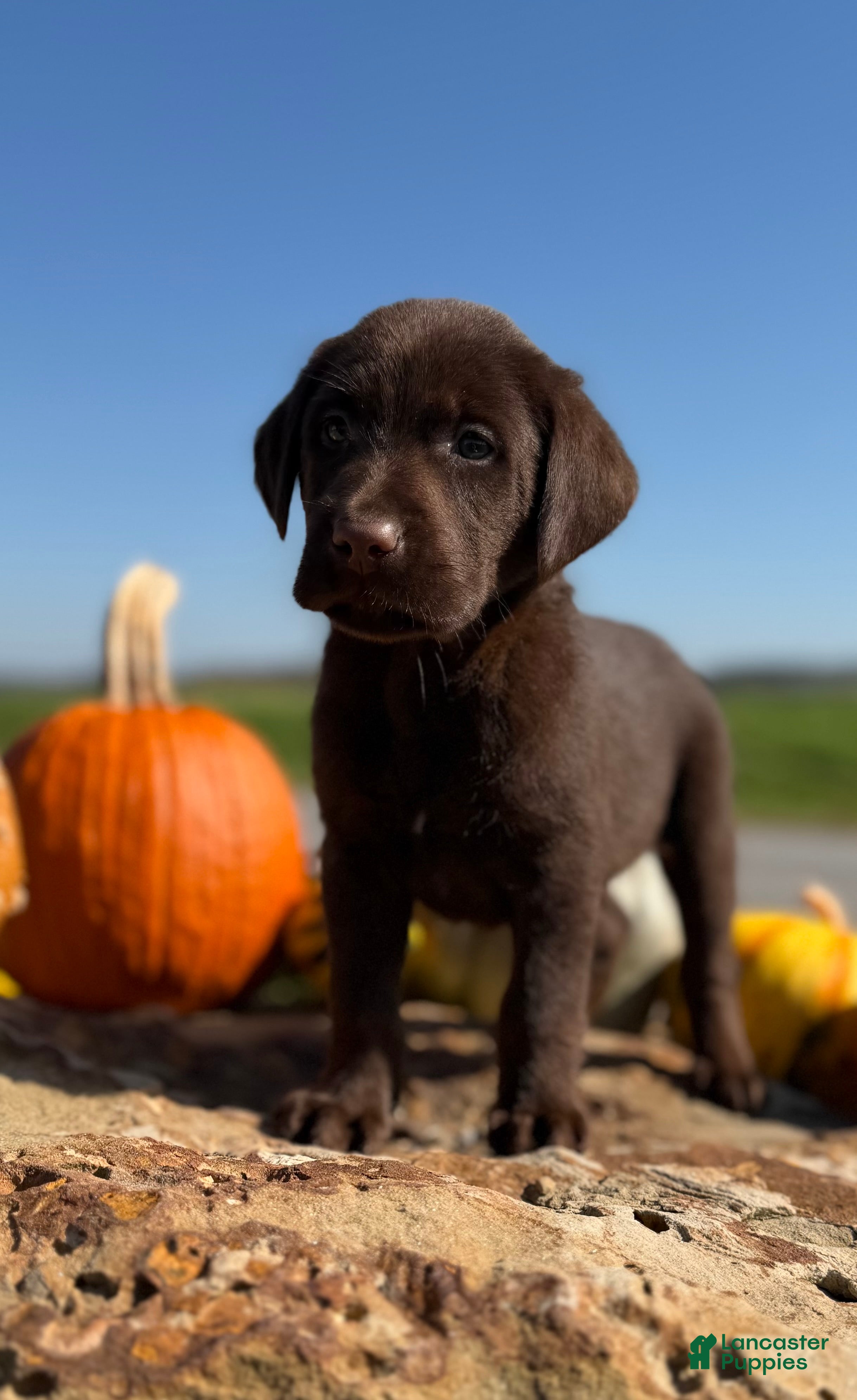 Labrador Retriever dogs Bentley - Ad 2