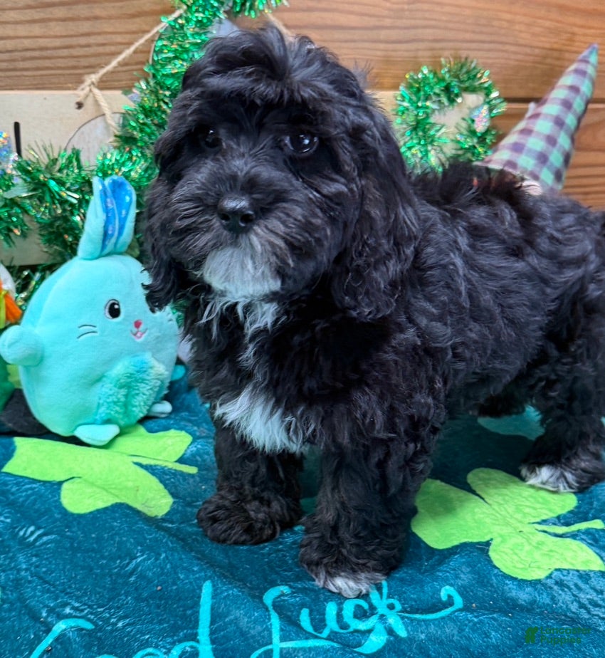 Cockapoo dogs Sugar - Ad 20