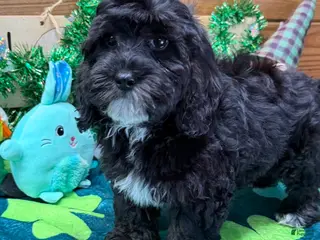 Cockapoo dogs Sugar - Ad 1