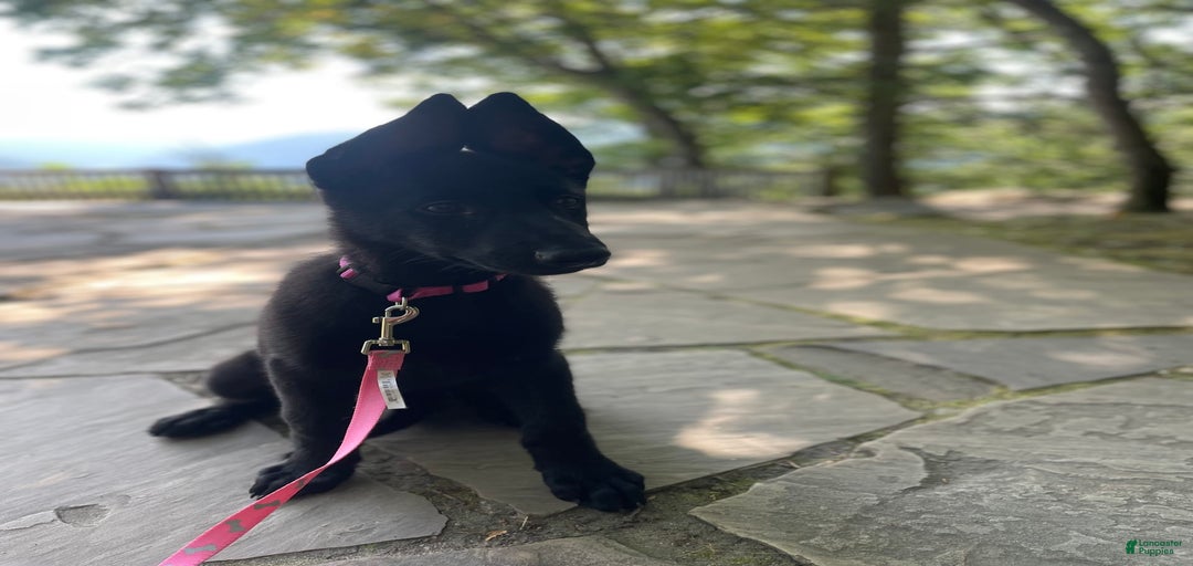 Gallery Image {{count}}