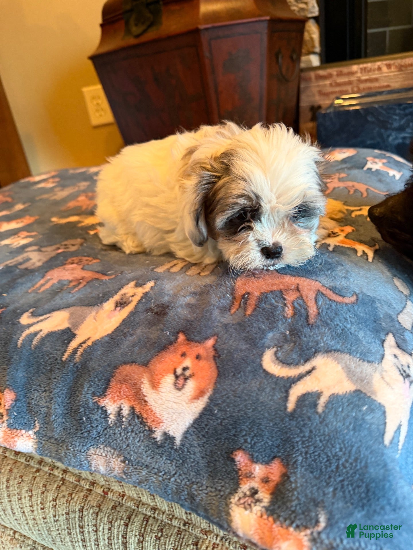 Shihpoo dogs Astro - Ad 37