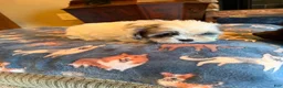 Shihpoo dogs for sale: Astro - Ad 1