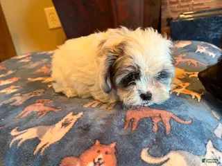 Shihpoo dogs Astro - Ad 37
