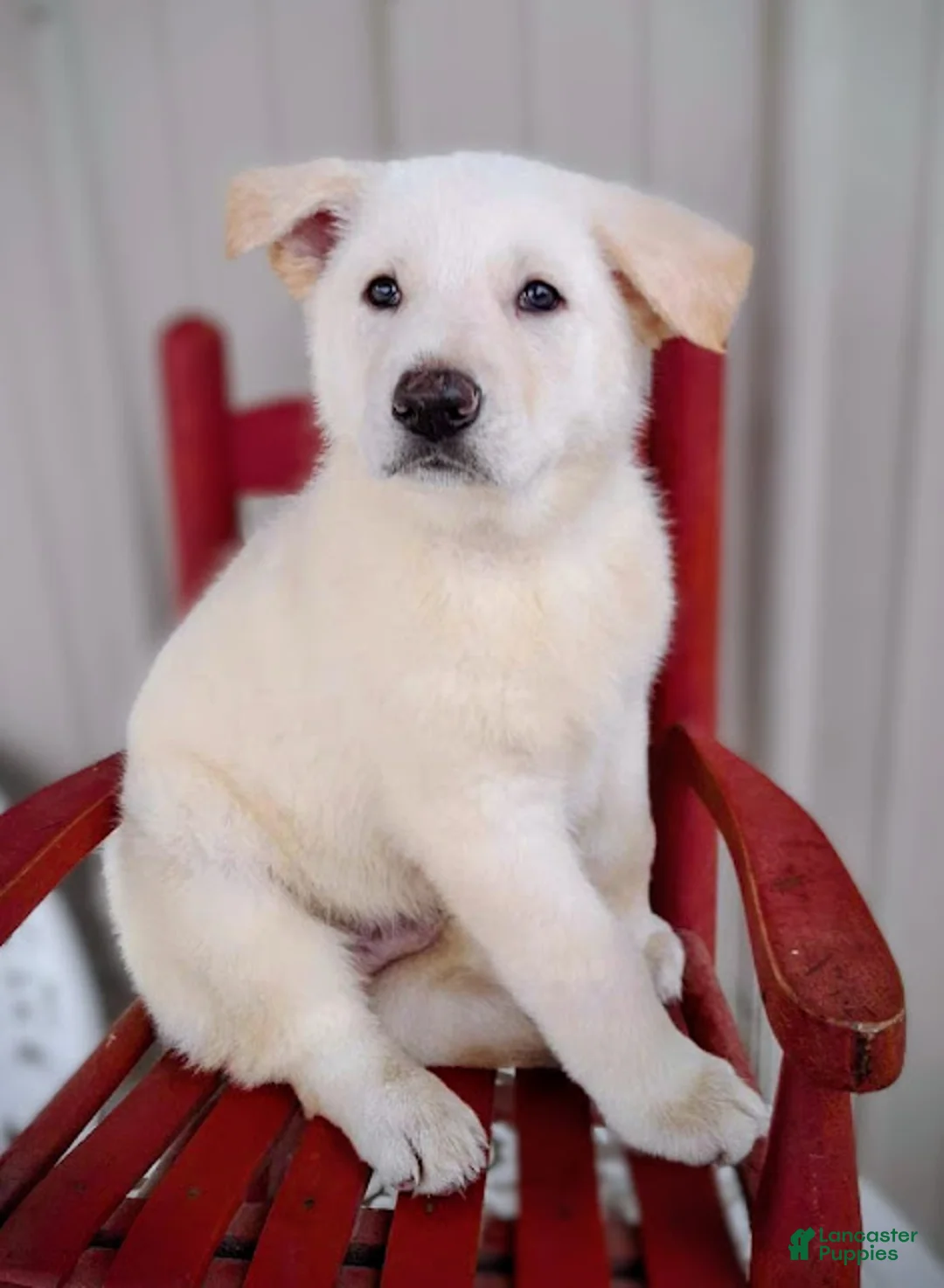 German Shepherd dogs for sale: Winter - Ad 1