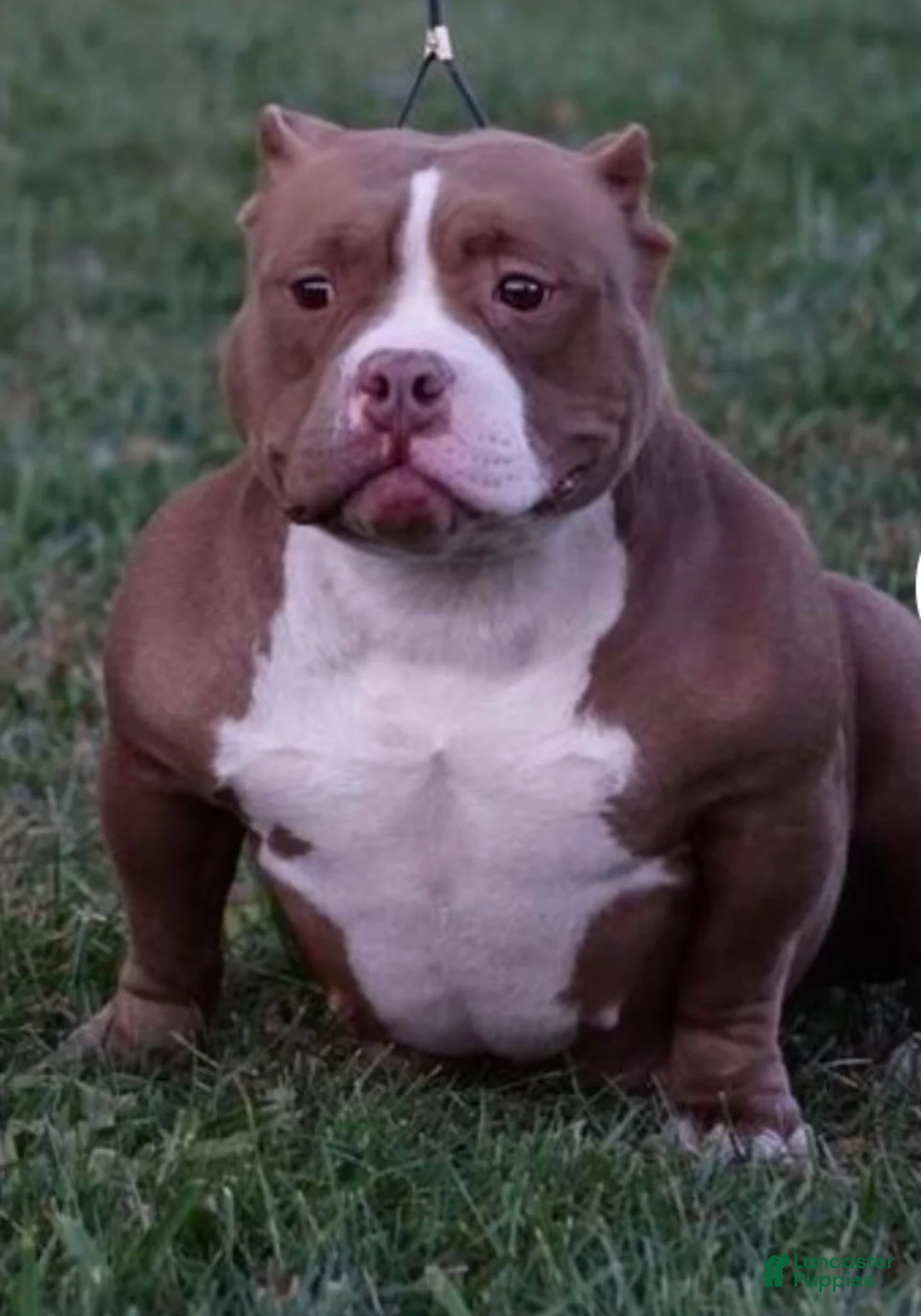 American Bully dogs for sale: A’terra - Ad 2